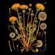 ПринтСонячне Диво Кульбабки PRT-B-0409 фото 1